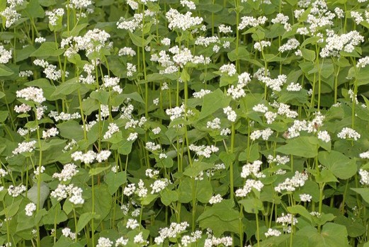 Buckwheat Fagopyrum esculentum seed